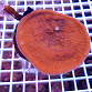 Echinophyllia aspera FULL orange MEDIUM