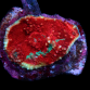 Echinophyllia sp. 4-6cm Red