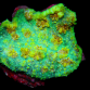Echinophyllia sp. 6-10cm Green