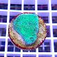 Echinophyllia spp green