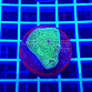 Echinophyllia spp green