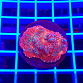 Echinophyllia spp tricolor
