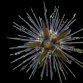 Echinothrix calamaris 5-8 cm