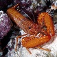 Enoplometopus occidentalis