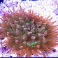 Entacmea quadricolor Sunburst 01