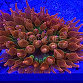 Entacmea quadricolor Sunburst 01