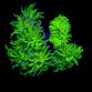 Euphyllia glabrescens Blue berry 5 t&ecirc;tes