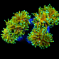 Euphyllia glabrescens M Gold dragon soul fire 4 to 6 heads
