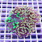 Euphyllia paraancora garden mix