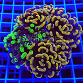 Euphyllia paraancora garden mix