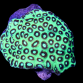 Favia sp. 7-8 cm Vert