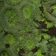 Favia sp.
