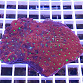 Favites pentagona red