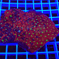 Favites pentagona red