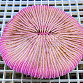 Fungia granulosa Cotton candy 10-12cm