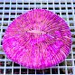 Fungia granulosa Unikorn pink 10-12cm