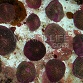 Fungia sp.