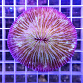 Fungia sp.