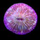 Fungia sp. 7-8 cm Violet