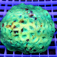 Goniastrea sp.