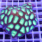 Goniastrea sp.