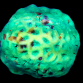 Goniastrea sp. 7-8 cm Vert