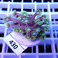 Goniopora sp green SMALL 430