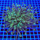 Goniopora stokesi