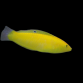 Halichoeres chrysus M/L