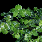 Halimeda opuntia M