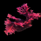 Haliptilon sp. 8-12 cm
