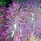Heteractis crispa