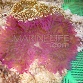 Heteractis crispa