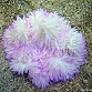 Heteractis crispa