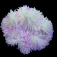 Heteractis crispa M