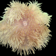 Heteractis crispa M
