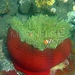 Heteractis magnifica