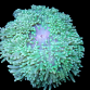 Heteractis malu M Green