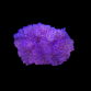 Heteractis malu M Purple Sand Anemone