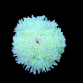 Heteractis malu M White
