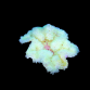 Heteractis malu M White Sand Anemone