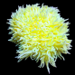 Heteractis malu M Yellow