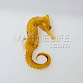 Hippocampus erectus brown/yellow elevage 4-6cm