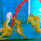 Hippocampus erectus yellow elevage 4-6cm