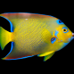 Holacanthus ciliaris adulte 10-12 cm