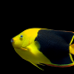 Holacanthus tricolor 8-10cm
