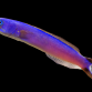Hoplolatilus purpureus M