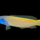 Hoplolatilus starcki M