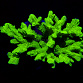 Hydnophora spp selected N01