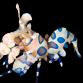 Hymenocera picta M/L